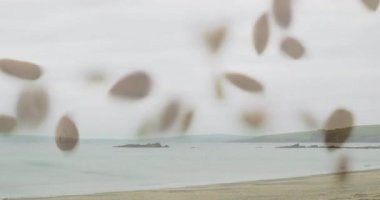 Sakin suları ve tepeleri olan sakin kıyı manzarasında yüzen tohumların animasyonu. Doğa, sükunet, okyanus, yeşillik, zen, manzara