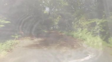 Orman yolunda ağaçların arasından süzülen güneş ışığı şeffaf yaprak animasyonuyla. Doğa, sükunet, yeşillik, sükunet