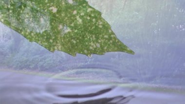 Yapraktan göle su damlaması, orman arka planı canlandırma etkisi yaratıyor. Doğa, sükunet, sükunet, dalga, yeşillik.