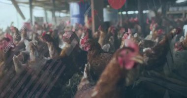 Kırmızı ve gri grafikleri kaplayan veri işleme animasyonuyla çiftlikteki tavuklar. Tarım, çiftlik hayvanları, kümes hayvanları, teknoloji, veri analizi, yenilik