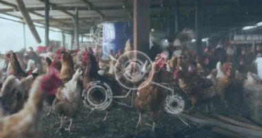 Ahırda, dijital veri işleme animasyonu olan tavuklar ekranda yer alıyor. Tarım, çiftlik hayvanları, teknoloji, yenilik, kümes hayvanları, tarım