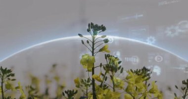 Arka planda dijital veri işleme animasyonu olan sarı çiçekler. Teknoloji, yenilik, çevre, doğa, gelecek, sürdürülebilirlik