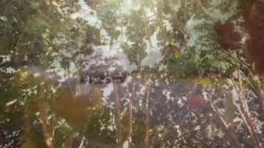 Güneş ışığında sallanan yapraklar ve dallar ve tepesinde uçan kuşlar. Doğa, sükunet, yeşillik, sükunet.