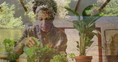 Evdeki bitkilerle ilgilenen bir kadın, sakin su animasyonunu üstüste koyuyor. Bahçıvanlık, huzur, doğa, rahatlama, ev yapımı, sükunet