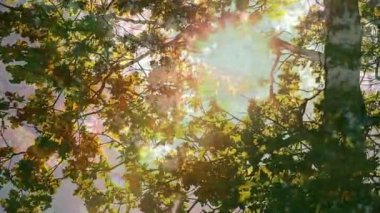 Yeşillik ağaç yapraklarından süzülen güneş ışığı renkli animasyon lensleri oluşturur. Doğa, ağaçlar, mercek, yeşillik, canlı, atmosfer.