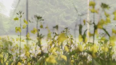 Bulanık ağaçların canlandırılmış sarı çiçekleri huzurlu doğal manzara yaratıyor. Doğa, çiçek, sükunet, bahçe, çiçek, yeşillik