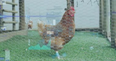 Veri işleme animasyonu tavuğun çimlerin üzerinde durması üzerine, teknoloji konsepti. yenilik, tarım, dijital, kümes hayvanları, gelecek, bağlantı