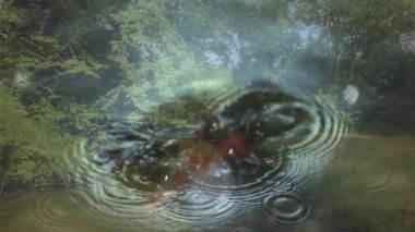 Dalgalanmalar ağaçları ve gökyüzünü yansıtıyor, dingin doğal animasyon sahnesi yaratıyor. Doğa, sükunet, yansıma, manzara, manzara, sükunet