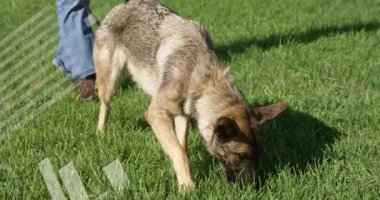 Alman çoban köpeği çimenleri dijital veri animasyonuyla kokluyor. Köpek, teknoloji, doğa.