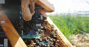 Arılar yeşil alan arkaplanı üzerinde veri işleme animasyonuyla bal peteği üzerinde çalışıyorlar. Arıcılık, tozlaşma, tarım, doğa, teknoloji, yenilik