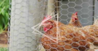 Kümeste, geometrik üçgen animasyon sahnesiyle çevrili tavuklar. Kümes hayvanları, çiftlik hayvanları, çiftlik, tarım, fütürist, teknoloji
