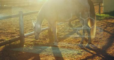 DNA ipliği ve veri işleme animasyon örtüsüyle güneş ışığında otlayan at. Genetik, biyoteknoloji, tarım, doğa, dijital, yenilik