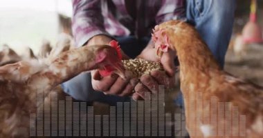 Tavukları tahılla besleyen kişi, ses dalgası animasyonu sahnesi. Çiftlik, tarım, kümes hayvanları, teknoloji, yenilik, ses dalgası