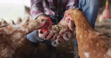Tavukları tahılla besleyen kişi, dijital ağ animasyonu sahnesi. Kümes hayvanları, tarım, teknoloji, tarım, sürdürülebilirlik, yenilik