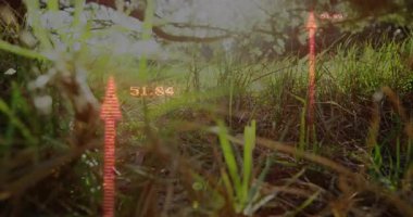 Güneşli çimenli manzara üzerinde numaralar barındıran dijital verilerin animasyonu. Teknoloji, yenilik, ağ, bilgi, fütüristik, sanal