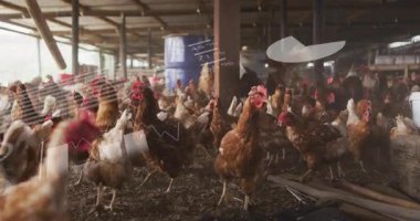 Ahırda, tavuklar soyut şekil ve çizgilerin animasyonuyla çevriliydi. Kümes hayvanları, çiftlik hayvanları, tarım, tarım, teknoloji, yenilik