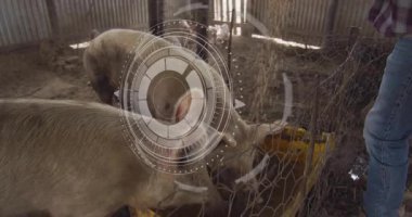 Çiftlikte dijital arayüz animasyonuyla beslenen domuzlar çevreyi kaplıyor. Tarım, çiftlik hayvanları, teknoloji, yenilik, tarım, sürdürülebilirlik