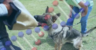 Köpek ısırma eğitimi kolunda çim tarlasında DNA ipliği animasyonu var. Koruma, genetik, bilim, köpek