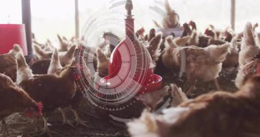 Tavuklar ahırda dijital veri işleme animasyon örtüsüyle besleniyor. Tarım, tarım, kümes hayvanları, teknoloji, yenilik, çiftlik hayvanları