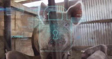 Dijital kilidi ve veri işleme animasyonu olan domuz ahırda. Teknoloji, tarım, tarım, yenilik, güvenlik, analitik