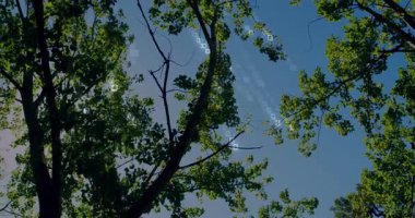 Dijital ikili kod animasyonu içeren ağaç dalları ve yapraklar. Teknoloji, doğa, programlama, sanal, kodlama, fütürist