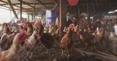 Ahırda, geometrik kırmızı ve gri şekillerle çevrili tavuklar animasyonda. Kümes hayvanları, soyut, canlı, tarım, çiftlik, dijital