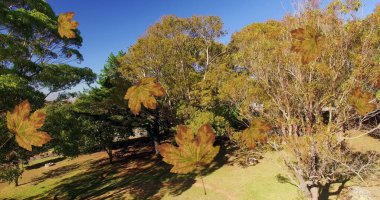 Parkta düşen yeşil sonbahar yapraklarının görüntüsü. mevsimler, sonbahar, sonbahar, renk ve doğa konsepti dijital olarak üretilir.