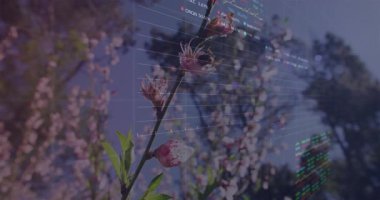 Renkli çizgi grafikleri ve saatleri sunan şeffaf ızgara örtüsü altında sallanan çiçek veren dal. Doğa, büyüme, teknoloji, finans, tazelik, iyimserlik, eğilim