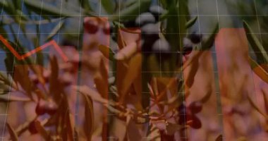 Olgun zeytinlerin kırmızı finans şeması ve beyaz şebeke ile birleştiğini gösteren zeytin dalı. Doğa, tarım, finans, yatırım, büyüme, organik, analitik