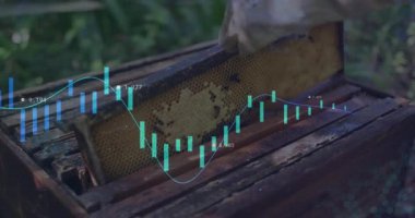 Arı yetiştiricisi arı kovanının çerçevesini kaldırıyor. Canlandırılmış finans şamdanı grafiğini gösteriyor. Apiary, ziraat, sürdürülebilir, habercilik, doğa, yatırım, açık hava