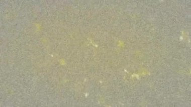 Parlak sarı benekli renkli lekeleri gösteren tahıllı dijital ses kalıpları. Özet, arıza, doku, dijital, durağan, canlı, fütürist