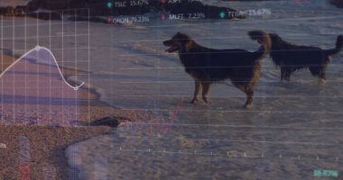 Plajdaki köpeklerin veri işleme görüntüsü. hayvanlar ve dijital arayüz konsepti dijital olarak oluşturulmuş görüntü.