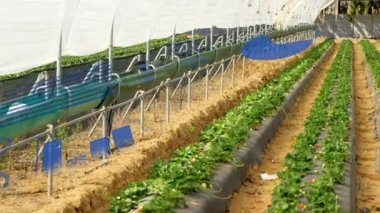 Düz dizayn edilmiş sulama borularının yer aldığı yükseltilmiş çilek yataklarını seranın içinde gösteriyor. Bahçecilik, sürdürülebilir, modern, büyüme, tarım, teknoloji, çevre dostu