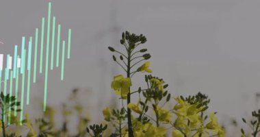 Sarı çiçekli gövdeler veri kaplamasında, katmanlı pastel çubuk grafiklerinde ve çizgi grafiklerinde görselleştiriliyor. Botanik, veri görselleştirme, tarım, dijital, doğa, analitik, bilimsel