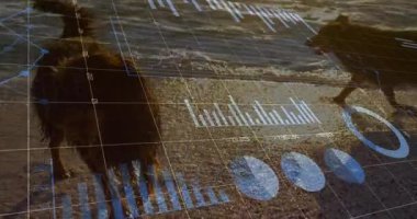 Islak uzun saçlı köpek kumlu sahilde yürüyor, yarı saydam analitik örtüler sergiliyor. Dijital, analitik, veri görselleştirme, modern, teknoloji, açık hava, dinamik