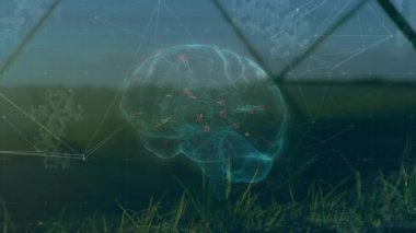 3D kablo beyin hologramı yüzüyor, çim alan üzerinde ağ bağlantılarını ve kırmızı düğümleri gösteriyor. Fütüristik, teknoloji, görselleştirme, yenilik, dijital, bilimsel, soyut