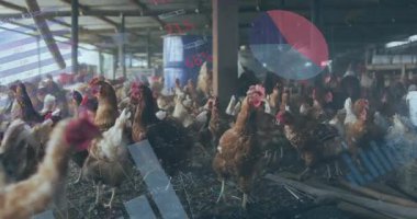 Düz tasarım içinde toprak zeminde yürüyen, veri örtüleri ve yem varilleri tasarlayan tavuk sürüsü. Kümes hayvanları, çiftlik, tarım, çiftlik hayvanları, bilgi, köy, canlılık