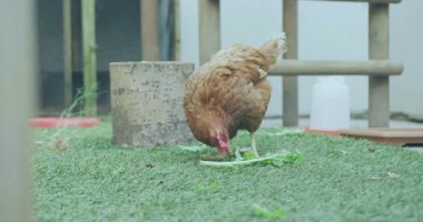 3 boyutlu kahverengi tavuğu gagalayan yeşil marul, su dağıtıcısını ve beslenme tepsisini gösteriyor. Kümes hayvanları, çiftlik, kırsal, doğa, açık hava, tarım, kırsal