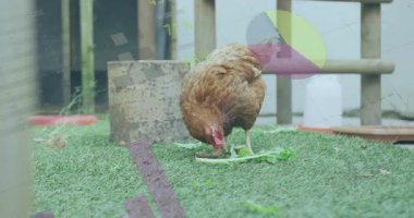 Animasyon, yeşil çimlerin üzerinde duran kahverengi tavuğun yem tepsisinin yanındaki yapraklı yeşili gagaladığını gösteriyor. Kümes hayvanları, çiftlik, köy, doğa, açık hava, hobi, yaratık