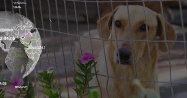 Bronz köpek tel örgülerden bakıyor, dijital küre pembe çiçeklerin arkasında yüzen harita çizgileri gösteriyor. Köpek, açık hava, doğa, teknoloji, güvenlik, çevre, dijital