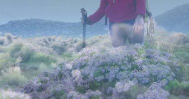 Yürüyüş yapan kadın çayırlarda sırık ve sırt çantası kullanarak papatya ikonlu animasyon seyahat istatistikleri gösteriyor. Dağlar, çiçekler, doğa, macera, keşif, manzara, açık hava