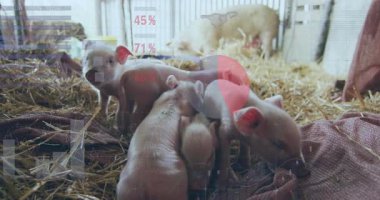 Açık pembe domuz yavrusu kümesi ahır kalemi içinde saman yatağında düz dizayn tarzında hareket ediyor. Çiftlik, kırsal, çiftlik hayvanları, kırsal, hayvan refahı, doğal, pastoral