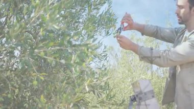 Erkek bahçıvan, çiftlik merdiveninde zeytin kesen makaslar kullanıyor. Canlandırılmış verim çizelgeleri havada asılı duruyor. Meyve bahçesi, hasat, budama, sürdürülebilir, doğal, kırsal, üretkenlik