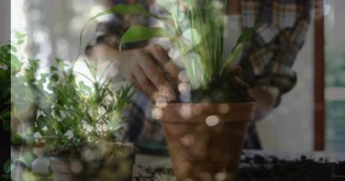 Güneş ışığıyla aydınlanan masada saksı saksısını değiştiren kadın, yüzen simgelerle bahçe işleme sürecini gösteriyor. Botanik, yeşillik, ev bahçesi, kapalı alan, doğal ışık, çevre dostu, bitki bakımı.