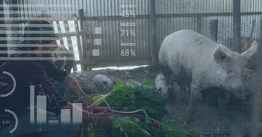 Erkek çiftçi ahırda çömelmiş domuzları besliyor, çiftlik teknolojisi çizelgeleri ve harita örtüleri sergiliyor. Tarım, kırsal, çiftlik hayvanları, sürdürülebilirlik, çevre dostu, pastoral, yenilik