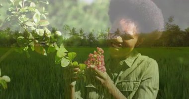 Pirinç tarlasında elinde pembe çiçeklerle gülümseyen bir kadın, pazarlama için animasyon hareketli grafikler gösteriyor. Doğa, sağlık, canlılık, dinginlik, açık hava, bereket, tropikal