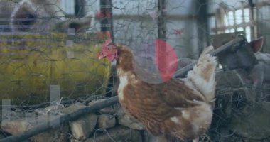 Kümes sahnesinde ayakta duran hareketli düz dizayn kahverengi tavuk, sarı yem telli tel örgü. Çiftlik, kırsal, çiftlik hayvanları, otlak, sürdürülebilirlik, kırsal, kırsal