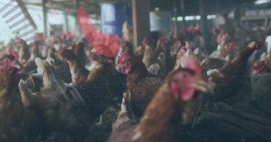 Kahverengi tavuklar ahır zemininde ahşap kirişler ve metal çatının altında 3 boyutlu görüntülerle dolanıyorlar. Çiftlik, kümes hayvanları, tarım, kırsal, çiftlik hayvanları, verimlilik, endüstriyel