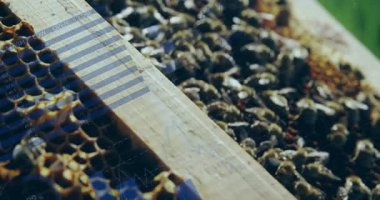 Canlandırılmış resimde bal peteği çerçevesi, tarağın üzerinde emekleyen işçi arıları gösteriyor. Doğa, arı, tozlaşma, koruma, işçilik, organik, sürdürülebilirlik
