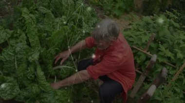 Yetişkin bir adam, ev bahçesinde diz çöküp yapraklı yeşillikleri topluyor ve animasyon sağlık çizelgesi simgelerini gösteriyor. Organik, besin, kırsal, çiftlik, çevre dostu, doğa, tarım